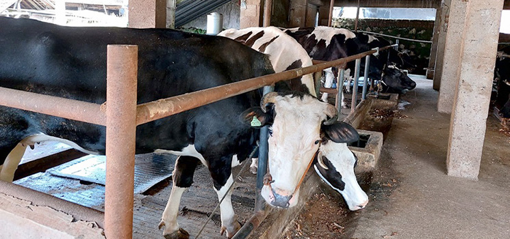 3.078 Sapi Divaksin Menjelang Idul Adha 1443 H