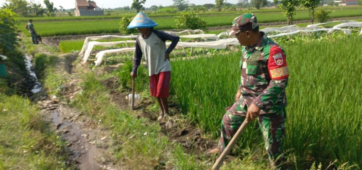 Gulma Menjadi Kendala Petani Yang Harus Disingkirkan