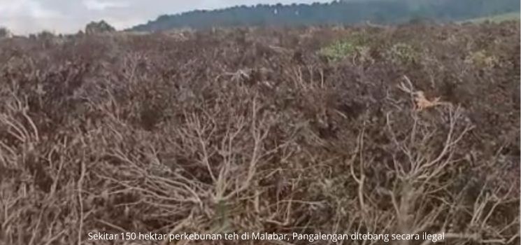 Dadang : Banjir Bandang Pangalengan Dampak Penebangan Pohon Ilegal