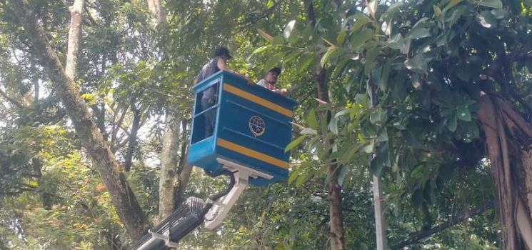 Pemkot Bandung Perkuat Mitigasi Pohon Tumbang di Musim Pancaroba